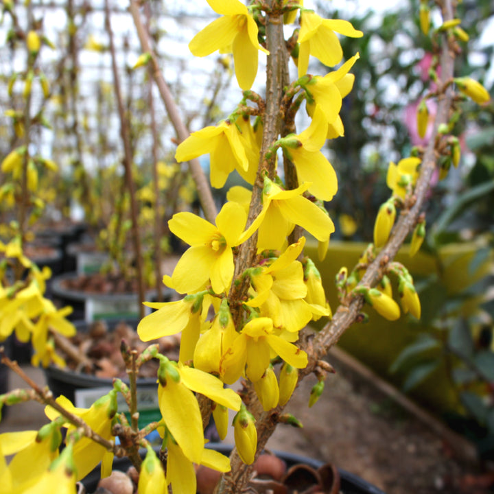 Forsythia × intermedia 'Lynwood Gold' Forsythia, Shrub