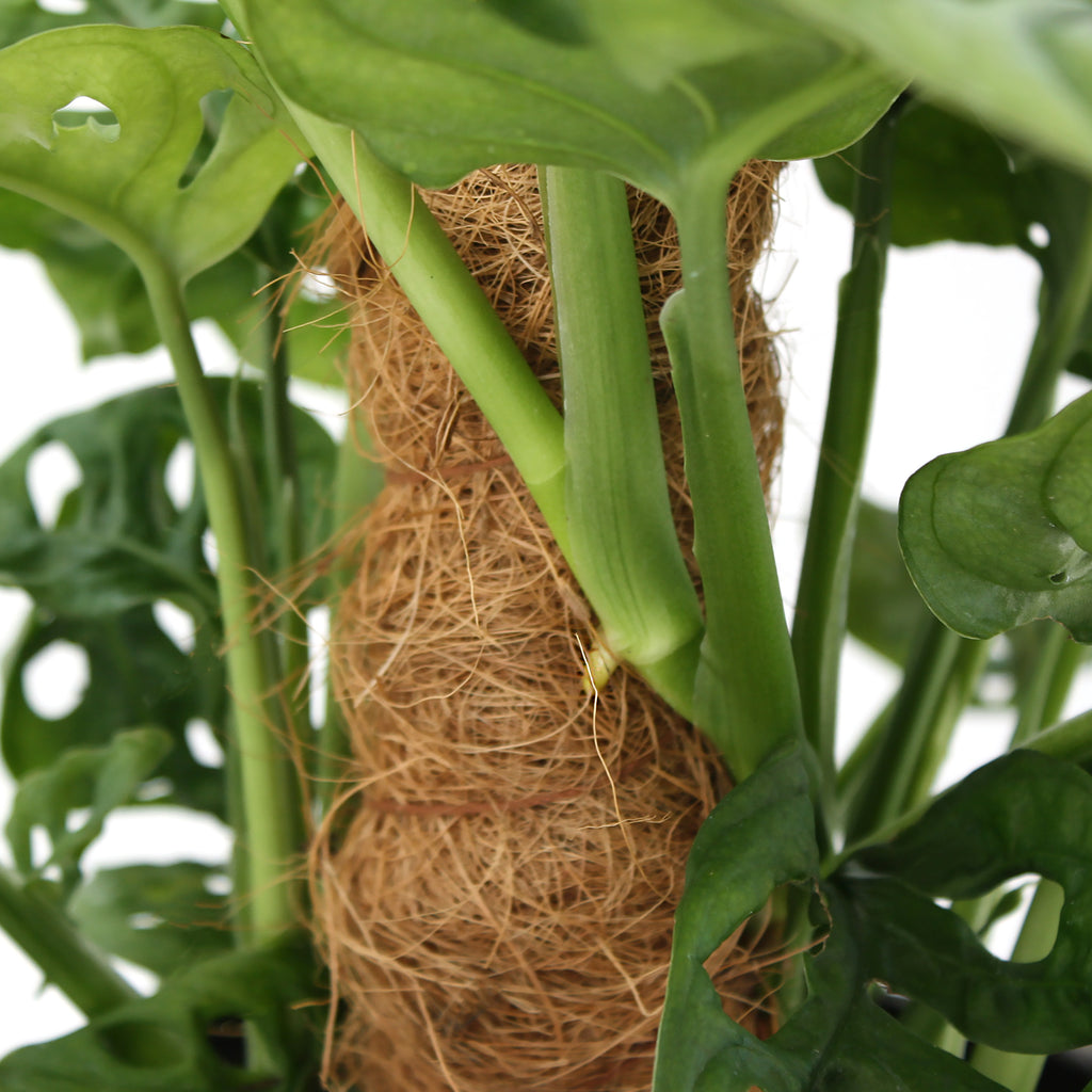 Coir Moss Pole – Al's Garden & Home