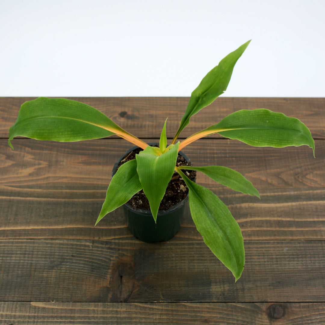 Mandarin Plant