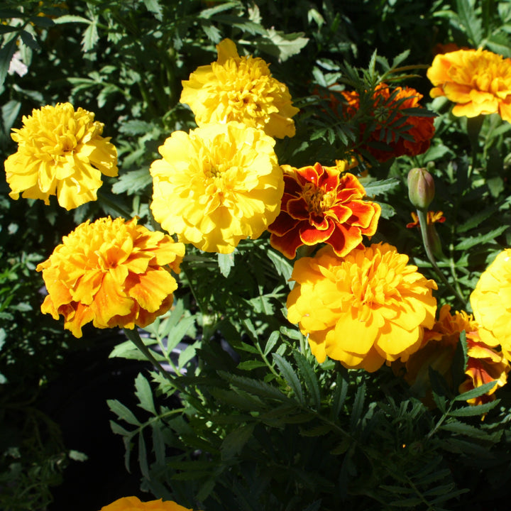 Al's Garden & Home 'Bonanza Mix' Marigold (Tagetes patula), 3-Pack annual