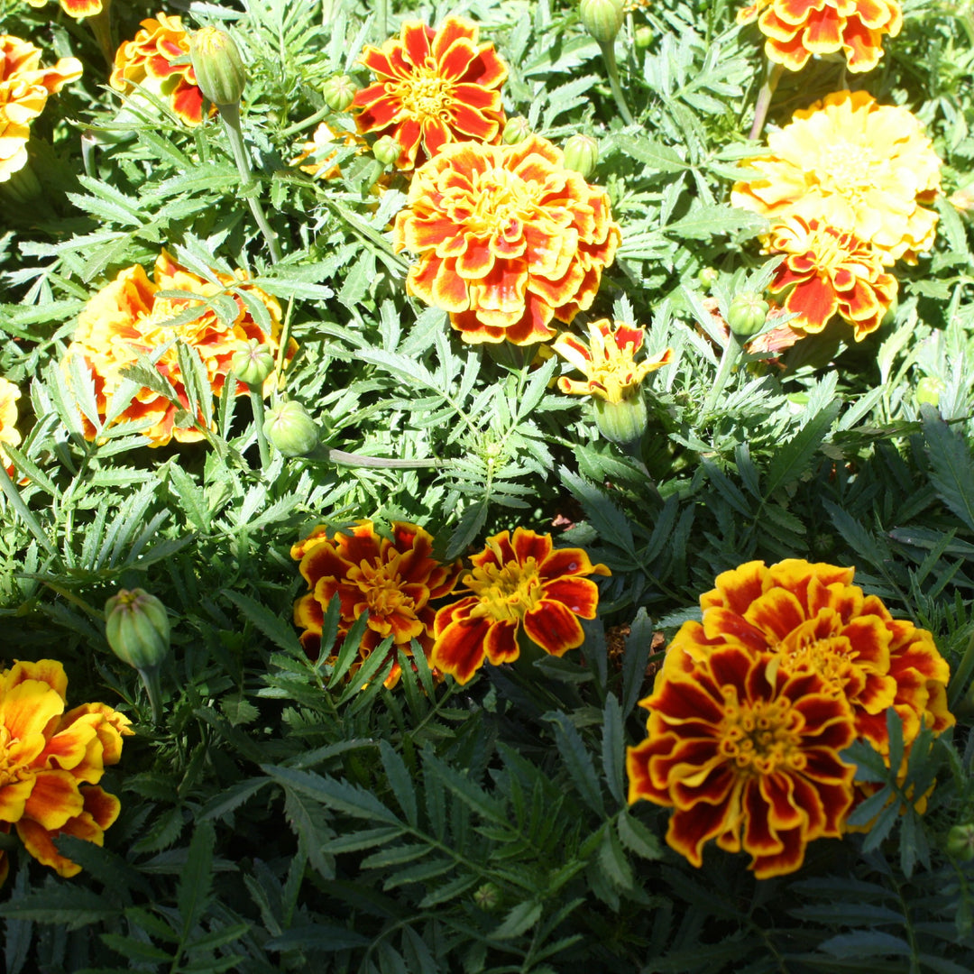 Al's Garden & Home 'Bonanza Orange' Marigold (Tagetes patula), 3-Pack annual