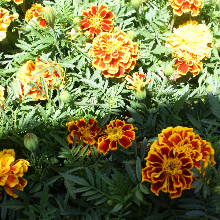 Al's Garden & Home 'Bonanza Orange' Marigold (Tagetes patula), 3-Pack annual