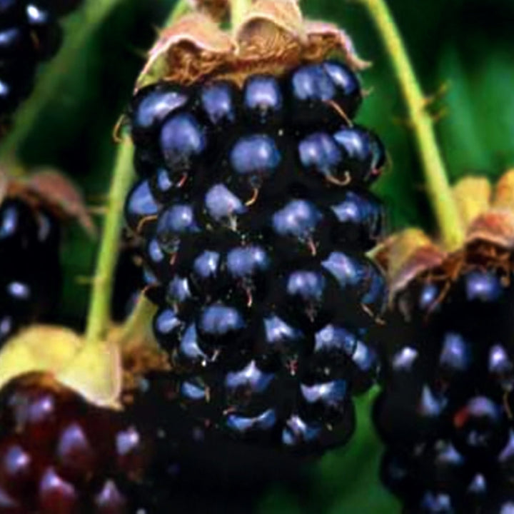 Al's Garden & Home generic Marionberry (Rubus L. subgenus Rubus), 1 Gallon edible fruit vine