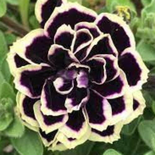 Petunia x 'MIYOPEEA' Midnight Gold Premium Petunia, Annual