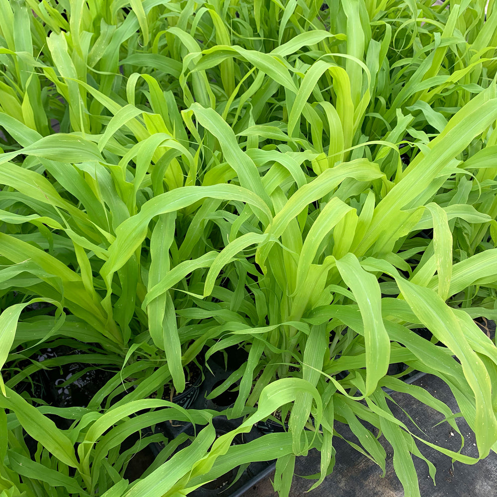 Al's Garden & Home 'Jade Princess' Millet (Pennisetum glaucum), 1 Gallon annual