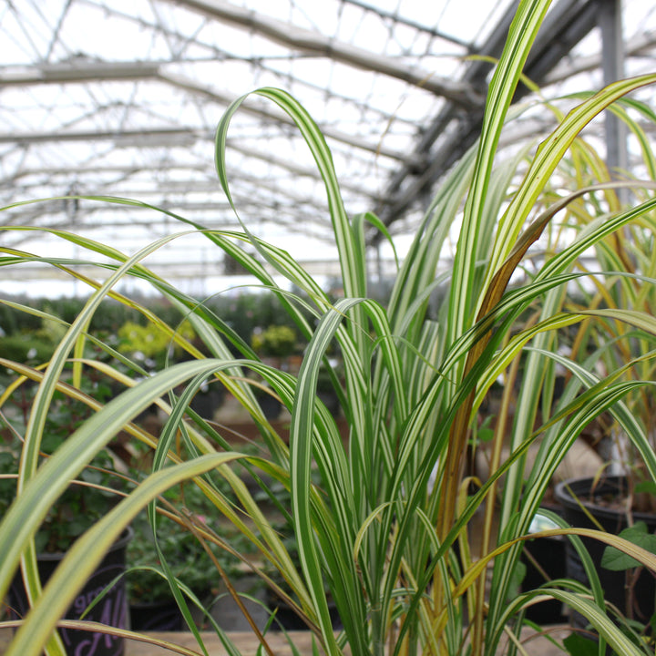 Al's Garden & Home 'Cabaret' Maiden Grass (Miscanthus sinensis), 2 Gallon perennial