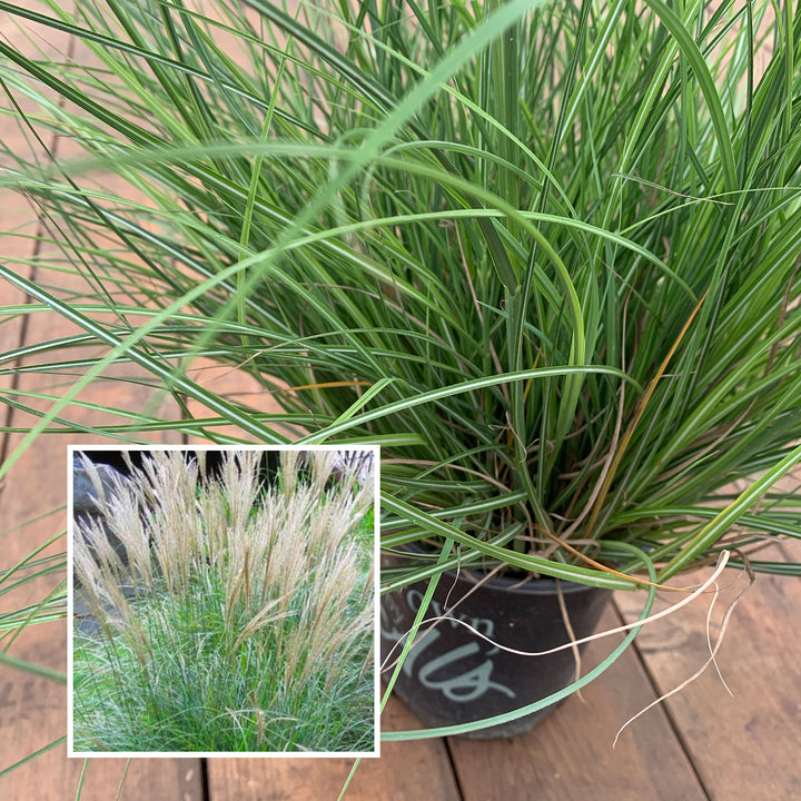 Al's Garden & Home 'Adiago' Maiden Grass (Miscanthus sinensis), 1 Gallon perennial