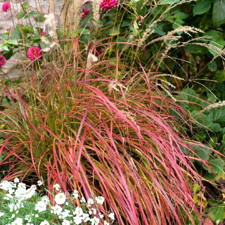 Al's Garden & Home 'Little Miss' Maiden Grass (Miscanthus sinensis), 1 Gallon perennial