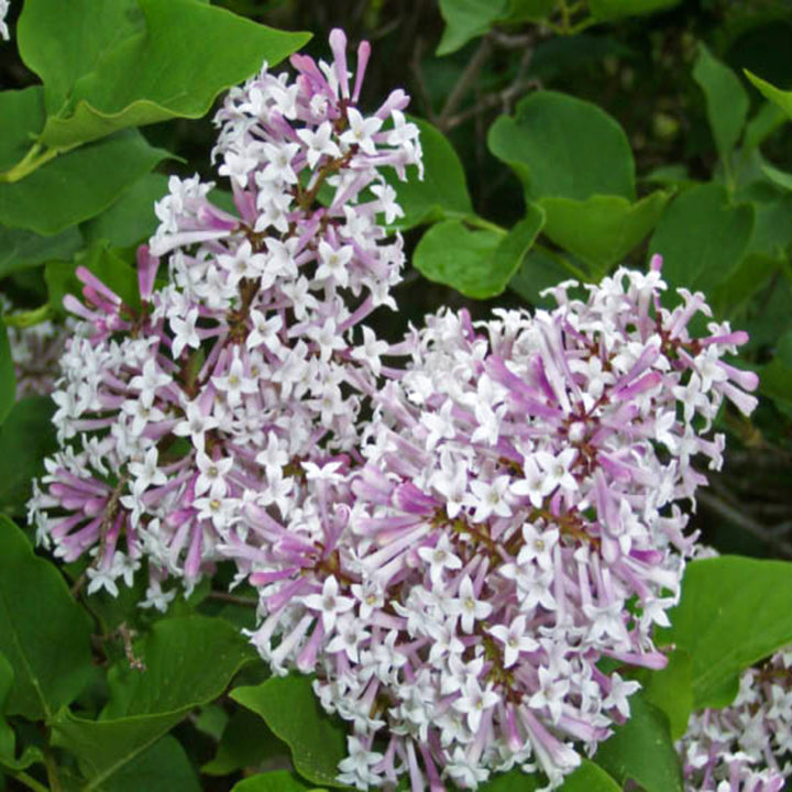 Al's Garden & Home 'Miss Kim' Lilac (Syringa), 1 Gallon shrub