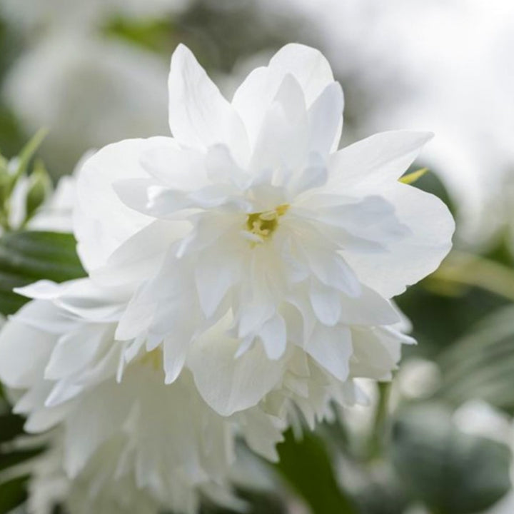 Al's Garden & Home 'Minnesota Snowflake' Mock Orange (Philadelphus virginalis), 7 Gallon shrub