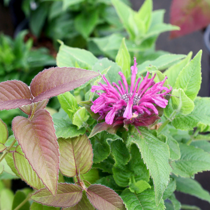 Al's Garden & Home 'Pocahontas Deep Purple' Bee Balm (Monarda), 1 Gallon perennial