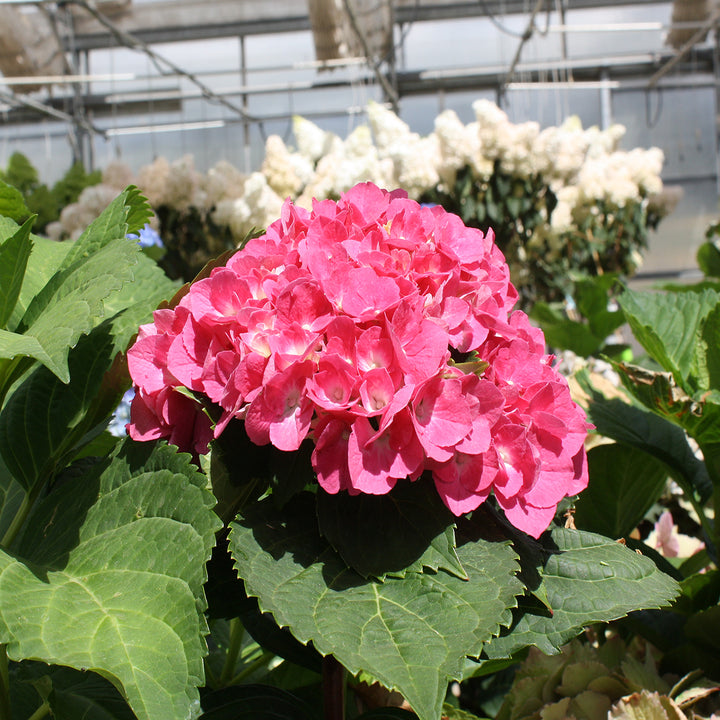 Al's Garden & Home 'Oregon Pride' Mophead Hydrangea (Hydrangea macrophylla), 3 Gallon shrub