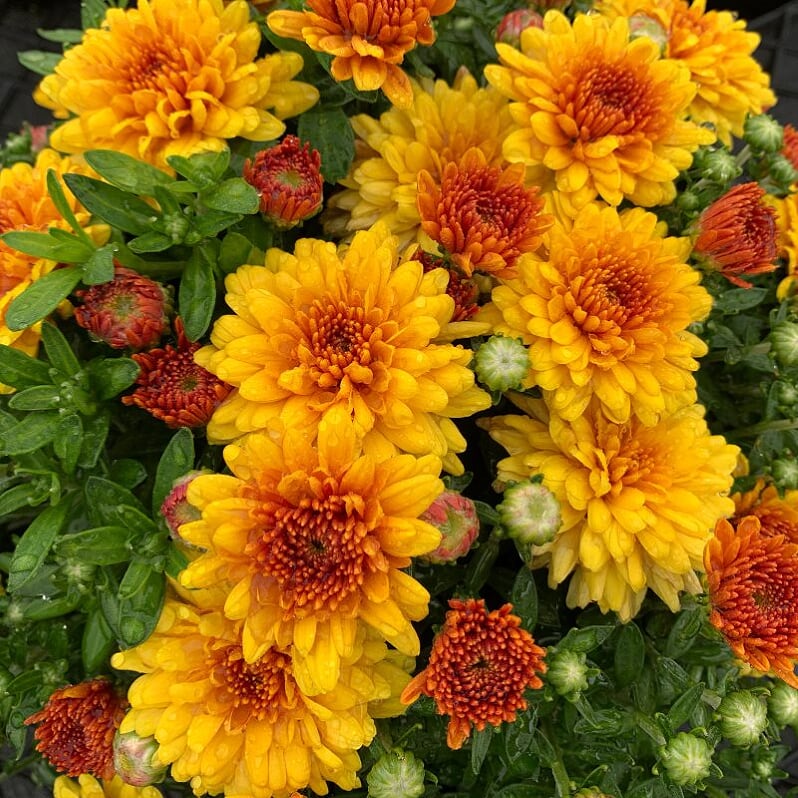 Chrysanthemum (Mums) - 4"