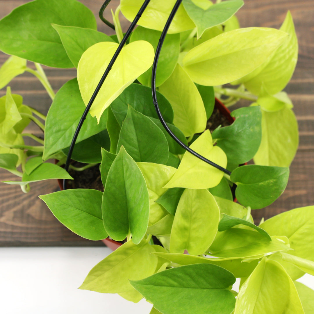 Epipremnum aureum 'Neon' Pothos, Houseplant
