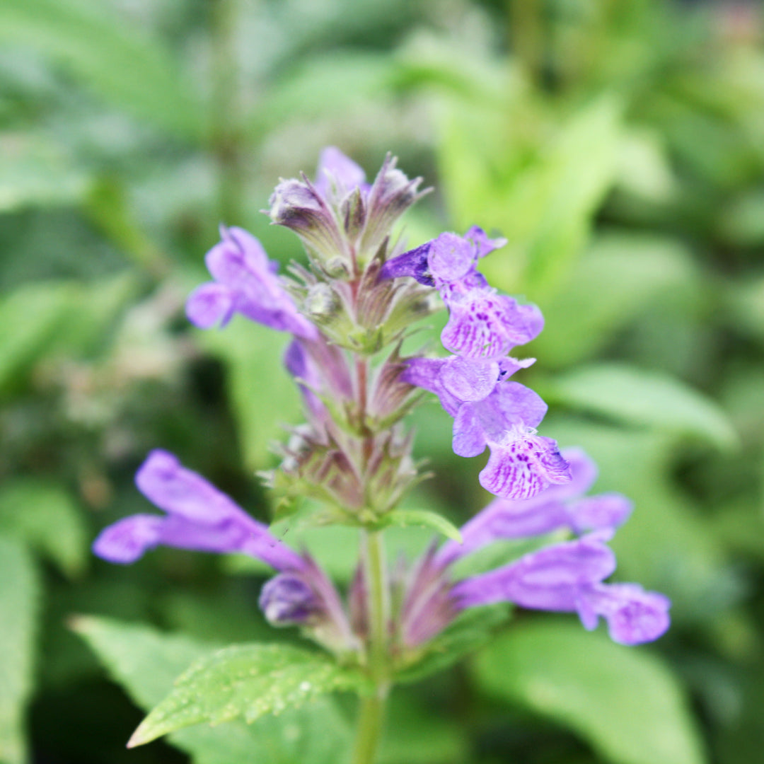 Al's Garden & Home 'Neptune' Catmint (Nepeta), 1 Gallon perennial