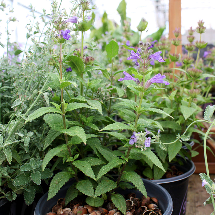 Al's Garden & Home 'Neptune' Catmint (Nepeta), 1 Gallon perennial