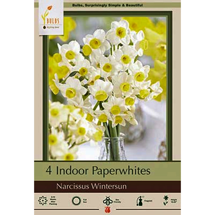 Netherland 'Narcissus Wintersun' Indoor Paperwhite Bulbs (4/Bag)