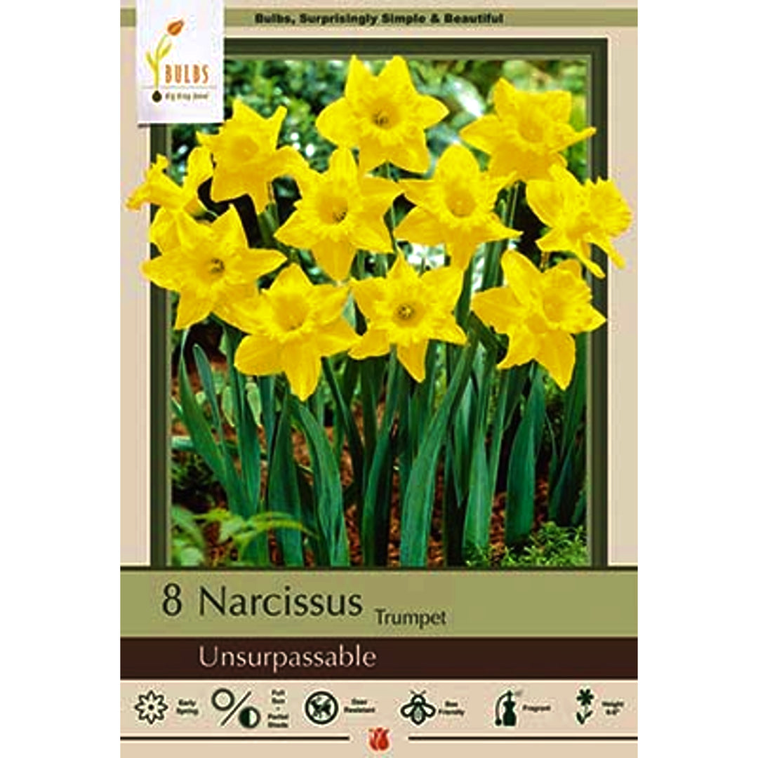 Netherland 'Unsurpassable' Trumpet Daffodil Bulbs (8/Bag)