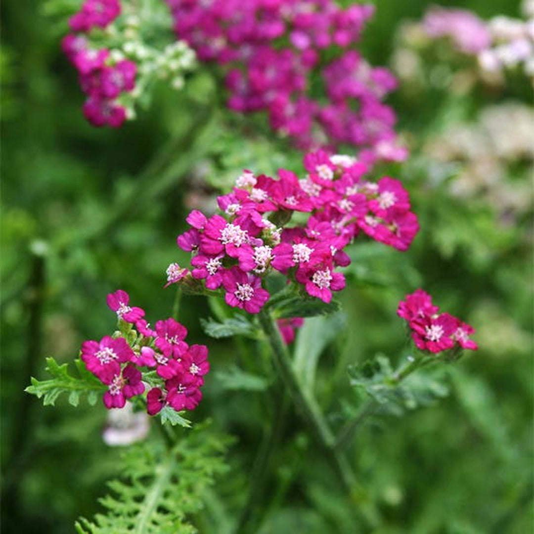 Al's Garden & Home 'New Vintage Violet' Yarrow (Achillea), 2 Gallon 