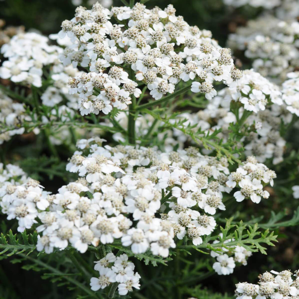 Yarrow