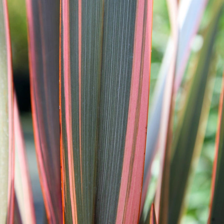 Al's Garden & Home 'Sundowner' New Zealand Flax (Phormium), 1 Gallon perennial