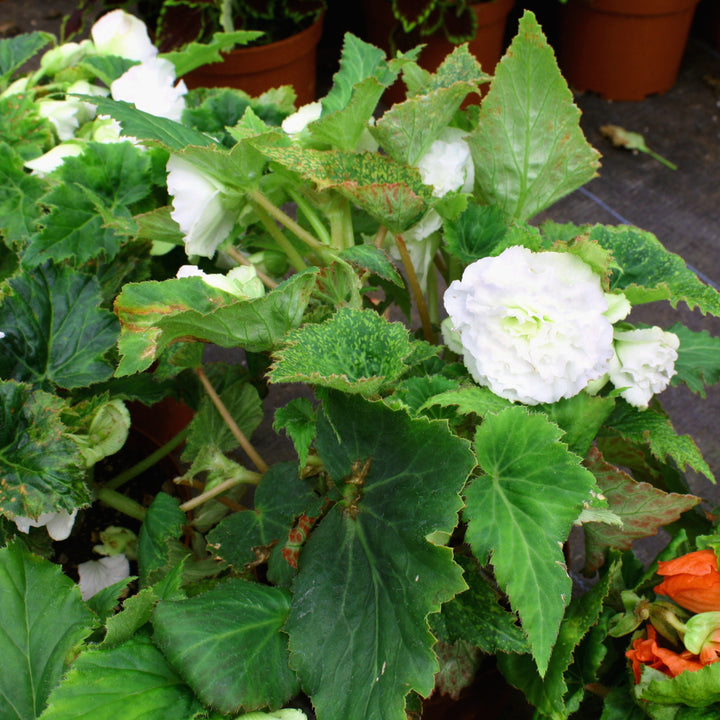 Begonia x tuberhybrida 'Nonstop Mix' Nonstop® Mix Tuberous Begonia, Annual