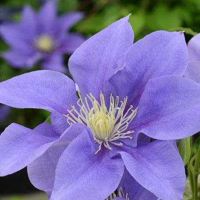 Al's Garden & Home 'Olympia' Deciduous Clematis (Clematis), 1 Gallon vine