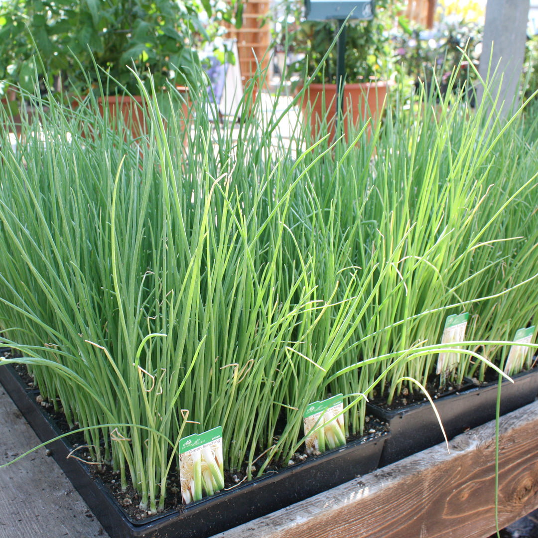 Al's Garden and Home 'Green Bunching' Onion Starts 6 pack vegetable edible