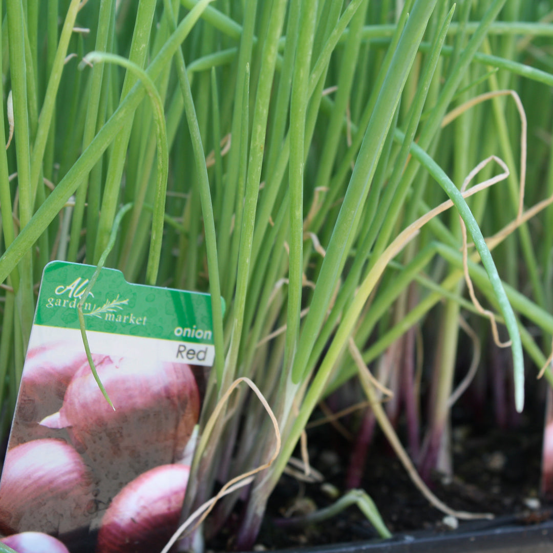 Al's Garden and Home 'Red' Onion Starts 6 pack vegetable edible