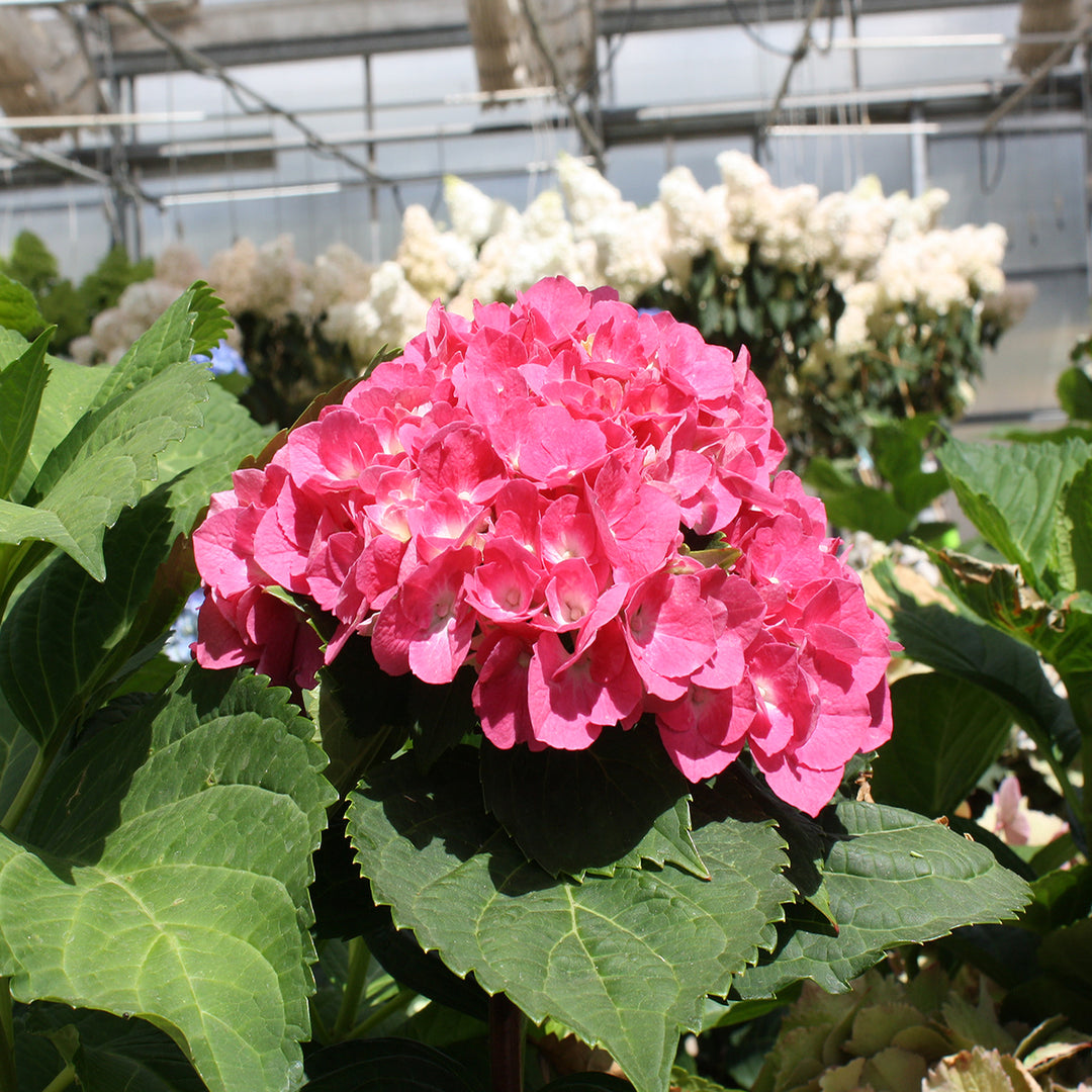 Hydrangea macrophylla 'Oregon Pride' Mophead Hydrangea, Shrub