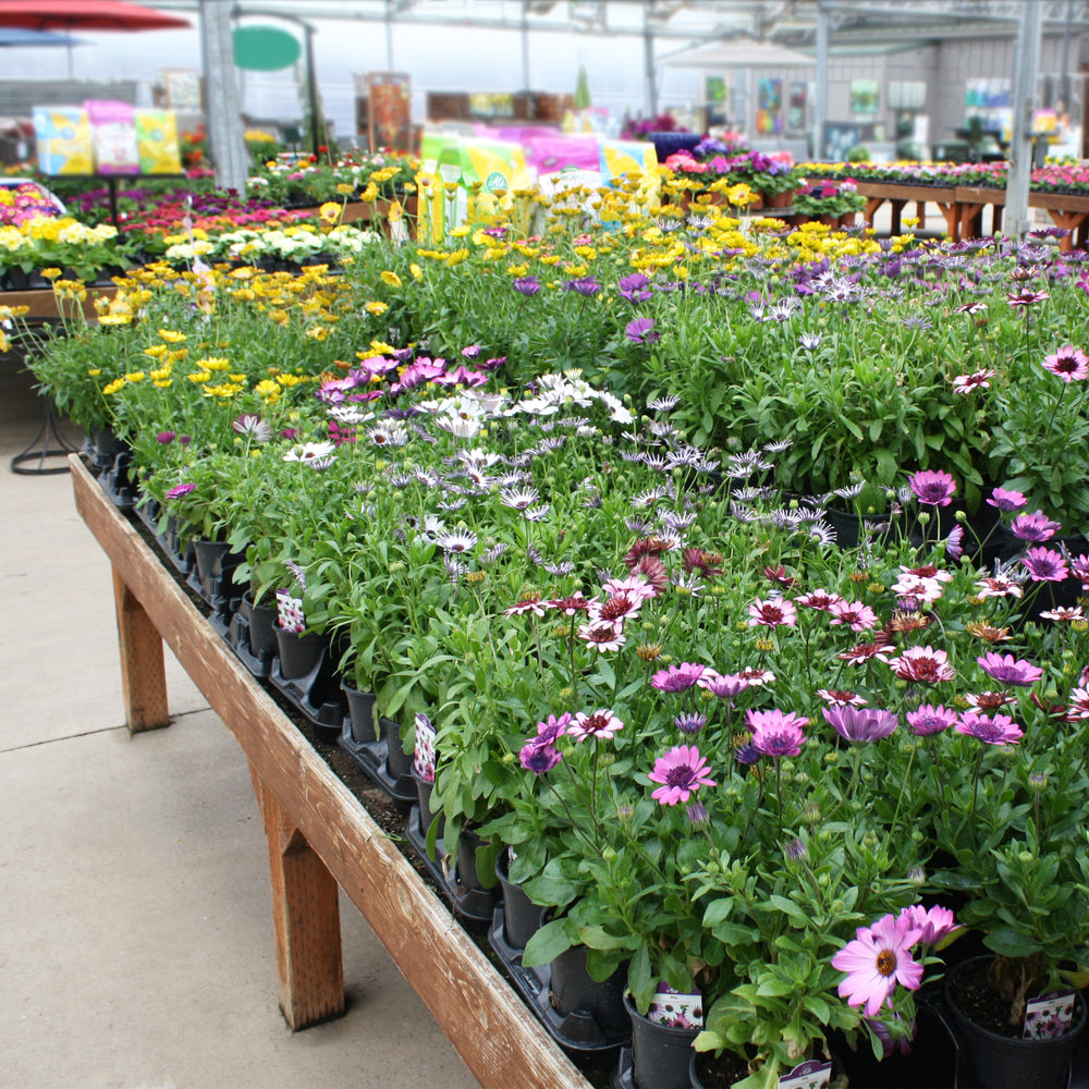 Al's Garden & Home 'Assorted' African Daisy (Osteospermum ecklonis), 4 Inch annual