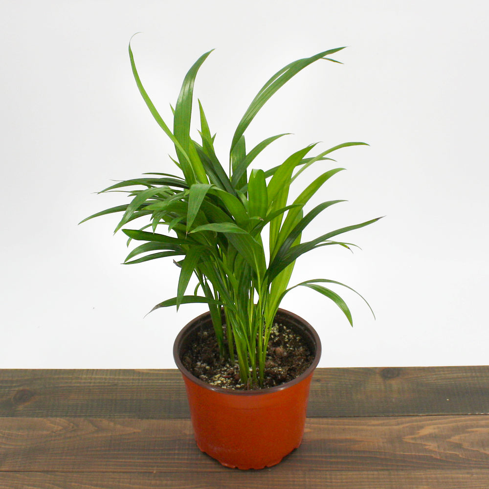 Armstrong Growers generic Areca Palm (Dypsis lutescens), 6 Inch houseplant
