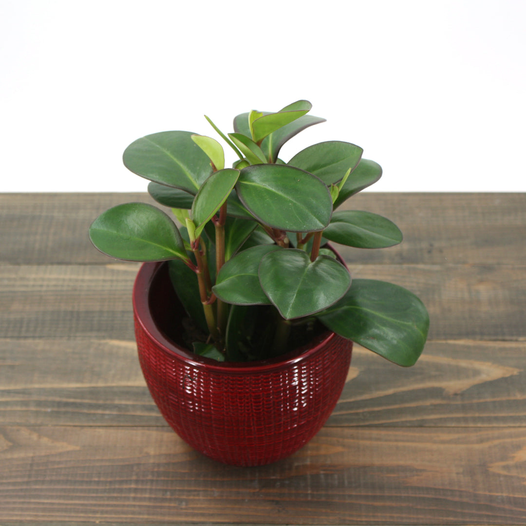 Al's Garden & Home 'Red Edge' Red Edged Peperomia (Peperomia clusiifolia), 4 Inch houseplant