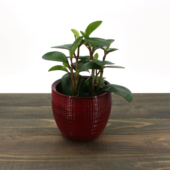 Al's Garden & Home 'Red Edge' Red Edged Peperomia (Peperomia clusiifolia), 4 Inch houseplant