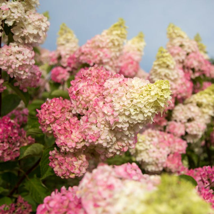 Al's Garden & Home 'First Editions Berry White' Panicle Hydrangea (Hydrangea paniculata), 2 Gallon shrub