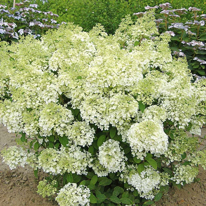 Al's Garden & Home 'Bobo' Panicle Hydrangea (Hydrangea paniculata), 2 Gallon shrub