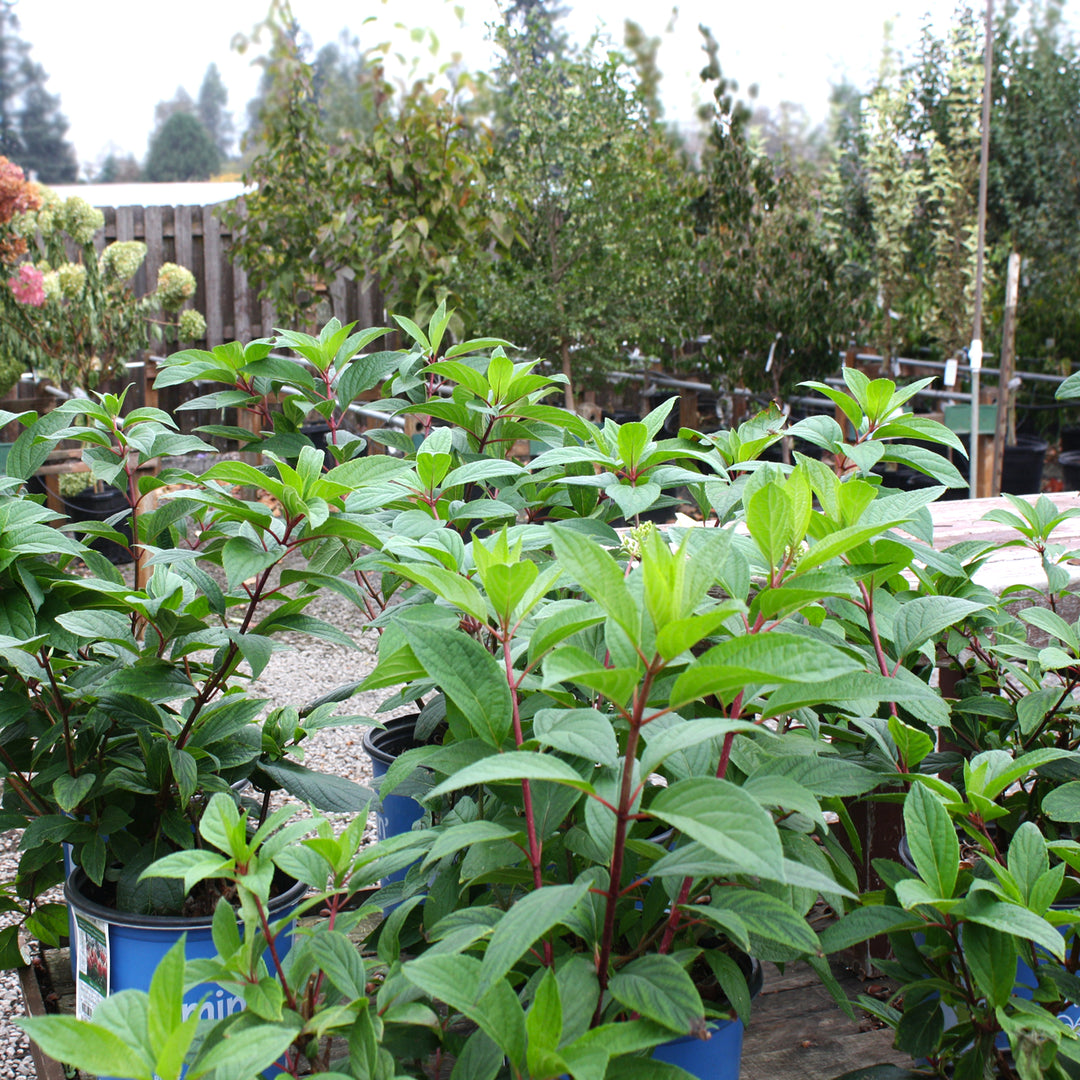 Al's Garden & Home 'Lavalamp Flare' Panicle Hydrangea (Hydrangea paniculata), 2 Gallon shrub