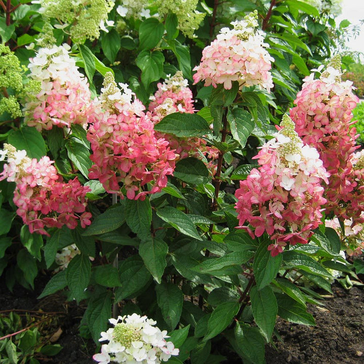 Al's Garden & Home 'Lavalamp Flare' Panicle Hydrangea (Hydrangea paniculata), 2 Gallon shrub