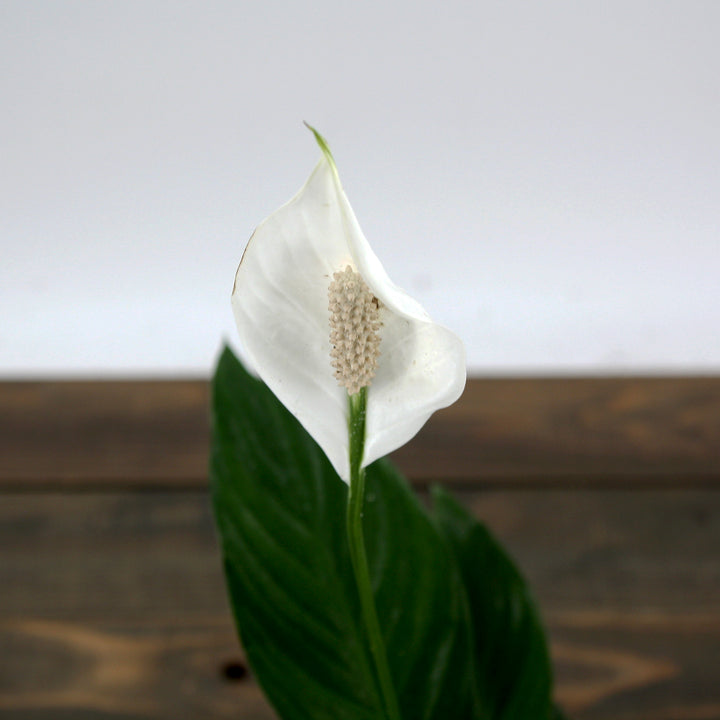 Spathiphyllum Peace Lily, Houseplant