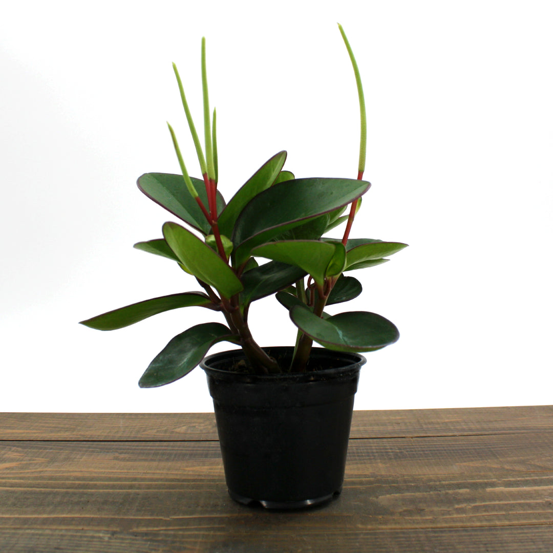 Al's Garden & Home 'Red Margin' Red Edged Peperomia (Peperomia clusiifolia), 4 Inch houseplant