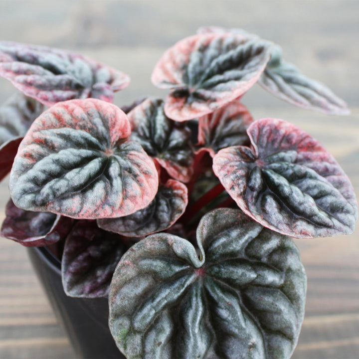 Al's Garden & Home 'Schumi Red' Emerald Ripple (Peperomia caperata), 4 Inch houseplant