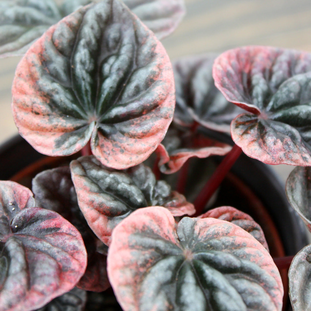 Al's Garden & Home 'Schumi Red' Emerald Ripple (Peperomia caperata), 4 Inch houseplant