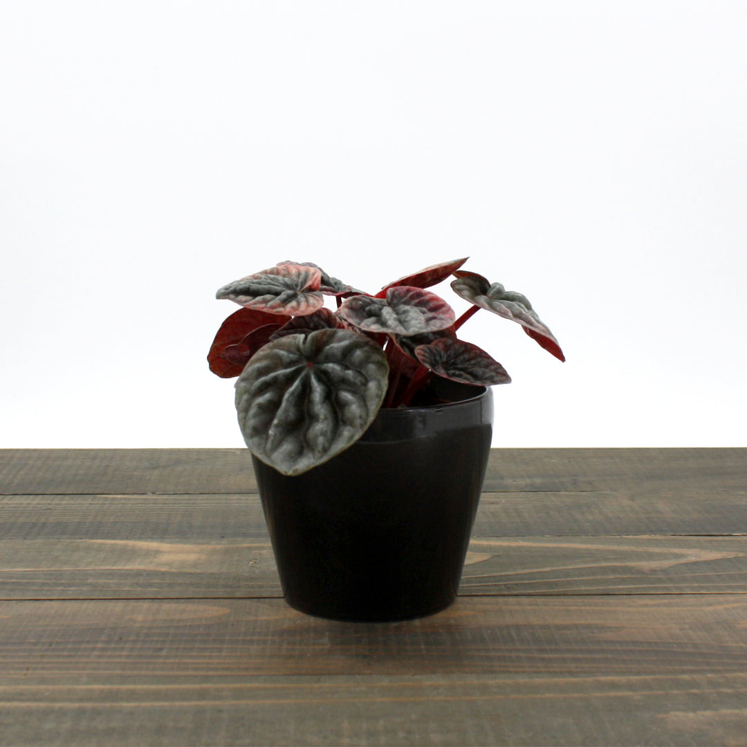 Al's Garden & Home 'Schumi Red' Emerald Ripple (Peperomia caperata), 4 Inch houseplant