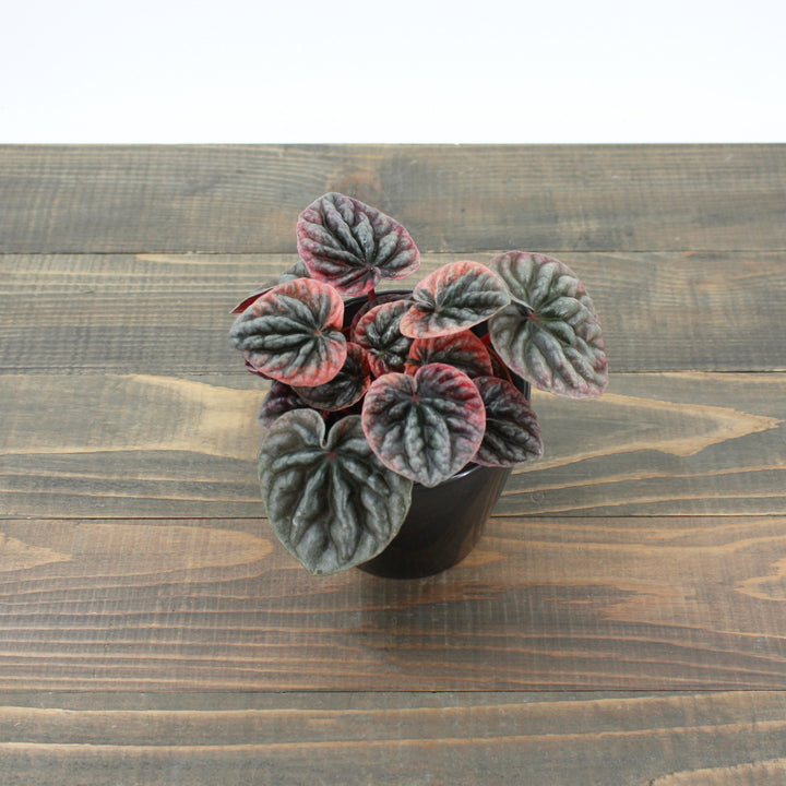 Al's Garden & Home 'Schumi Red' Emerald Ripple (Peperomia caperata), 4 Inch houseplant