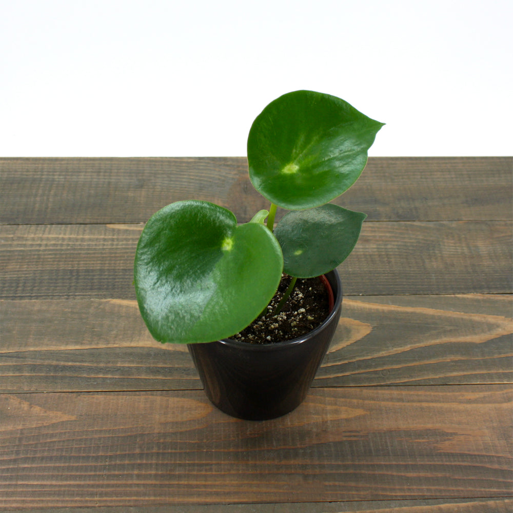 Amro Nurseries generic Raindrop Peperomia (Peperomia polybotrya), 4 Inch houseplant