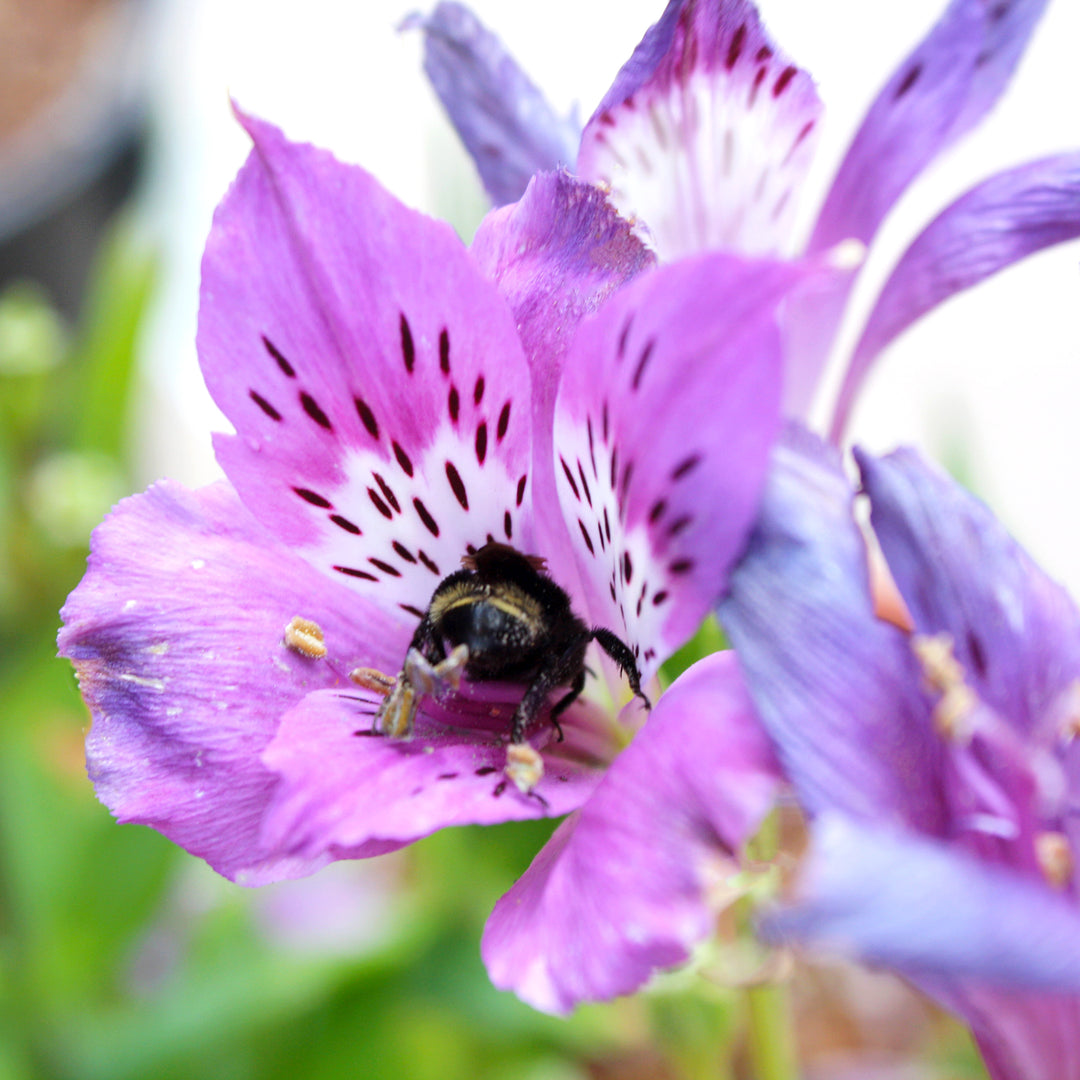 Al's Garden & Home 'Inticancha Dark Purple' Peruvian Lily (Alstroemeria), 12 Inch Decorative Pot perennial