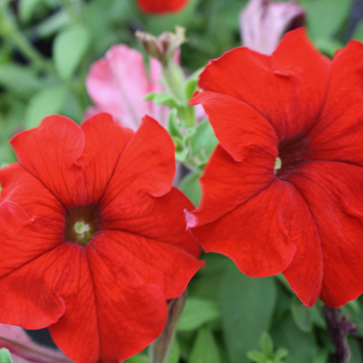 Al's Garden & Home 'Pretty Grand Red' Seed Annual Petunia (Petunia x hybrida), 3-Pack annual