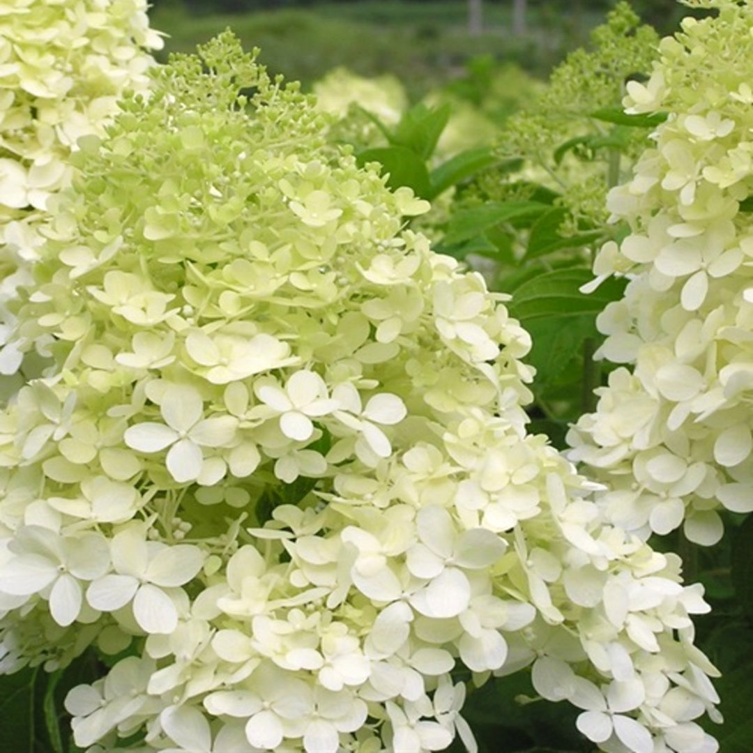 Hydrangea paniculata 'Phantom' Panicle Hydrangea, Shrub