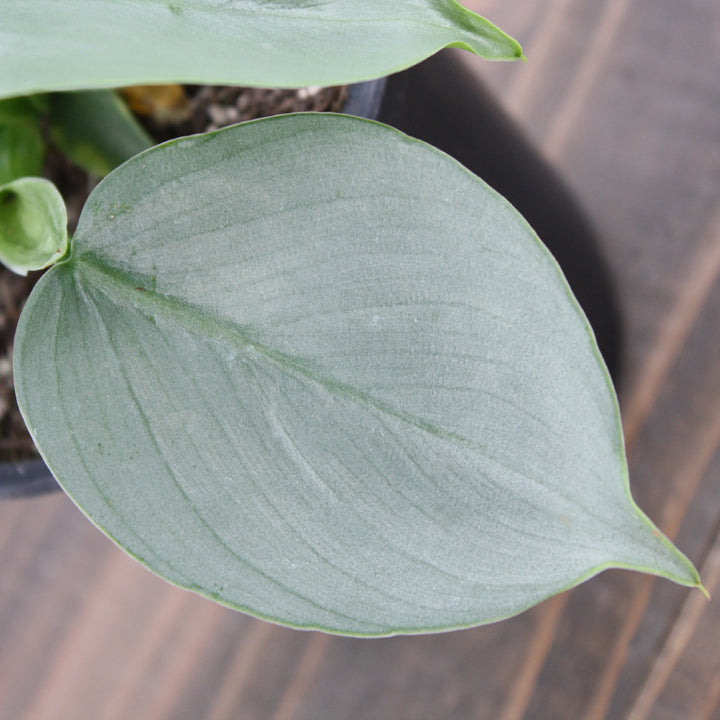 Philodendron - 'Silver Sword'