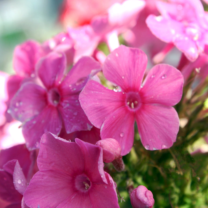 Al's Garden & Home 'Super Ka-Pow Pink' Garden Phlox (Phlox paniculata), 1 Gallon perennial